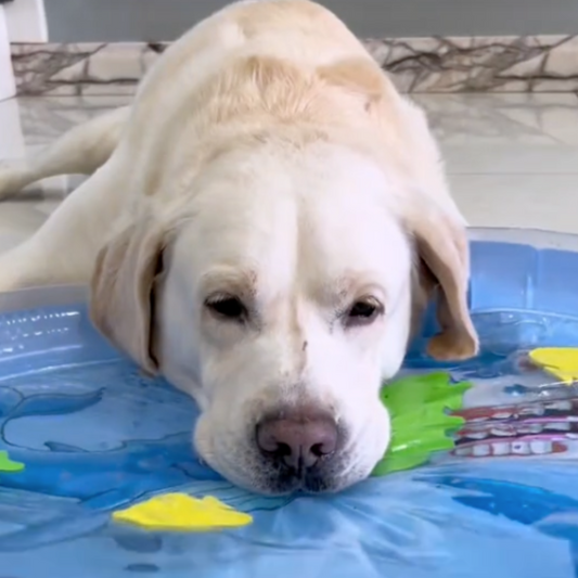 Interactieve koelende watermat voor honden